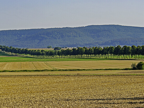 Lindenallee (c)Ansgar Hoppe